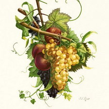 Схема вышивки «№334470»