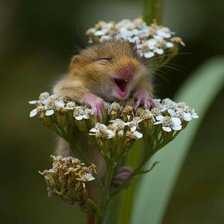 Схема вышивки «№334513»