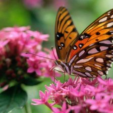 Схема вышивки «бабочки»