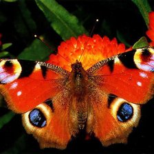 Схема вышивки «бабочки»