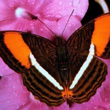 Схема вышивки «бабочки»