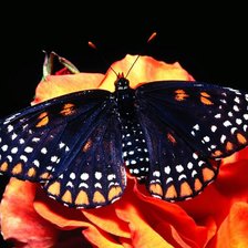 Схема вышивки «бабочки»