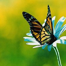 Схема вышивки «бабочки»