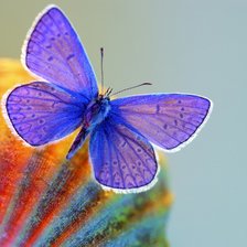 Схема вышивки «бабочки»