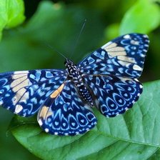 Схема вышивки «бабочки»