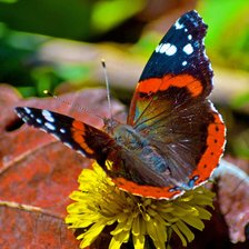 Схема вышивки «бабочки»