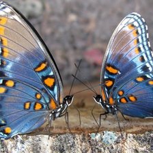 Схема вышивки «бабочки»