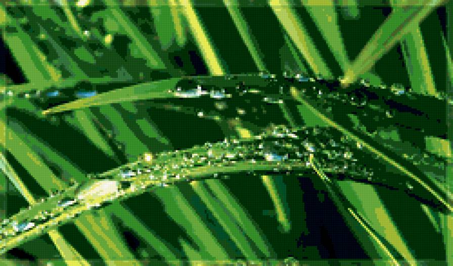 роса - капли, трава, роса - предпросмотр