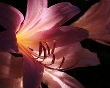 Схема вышивки «лилии»