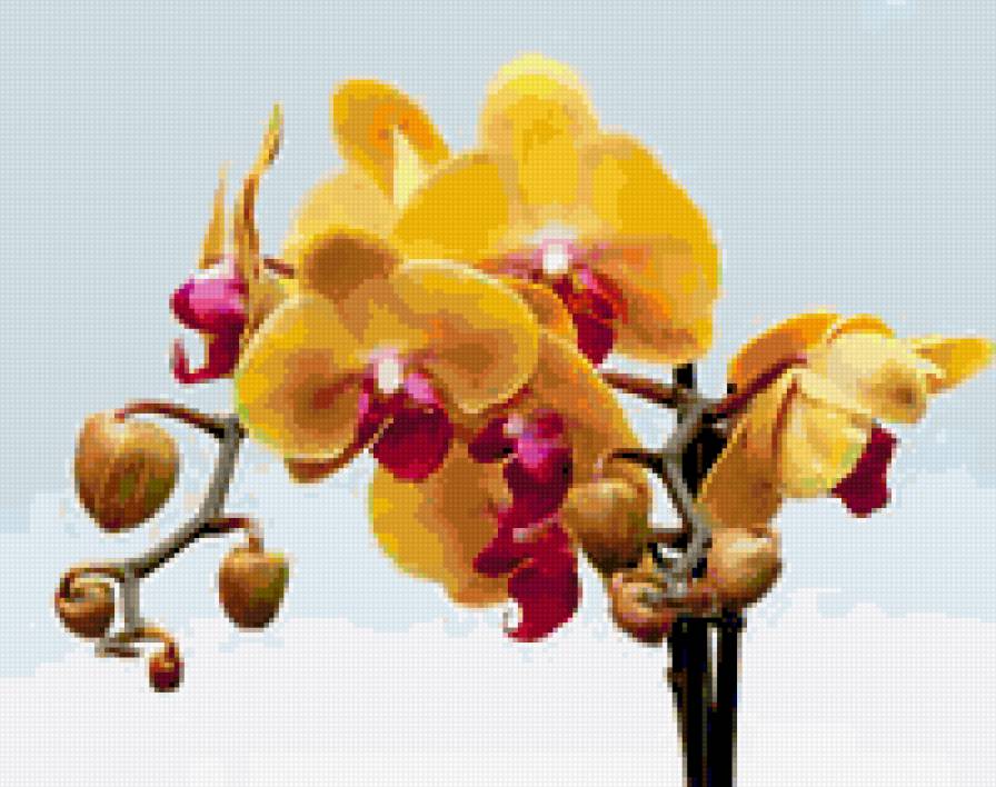 орхидея - фалик, орхидея - предпросмотр