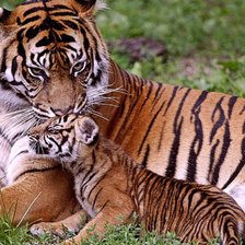 Схема вышивки «Тигрица с тигренком»