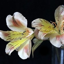 Схема вышивки «№334764»