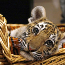 Схема вышивки «тигренок»