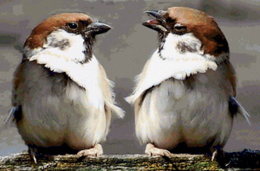 воробьи - предпросмотр