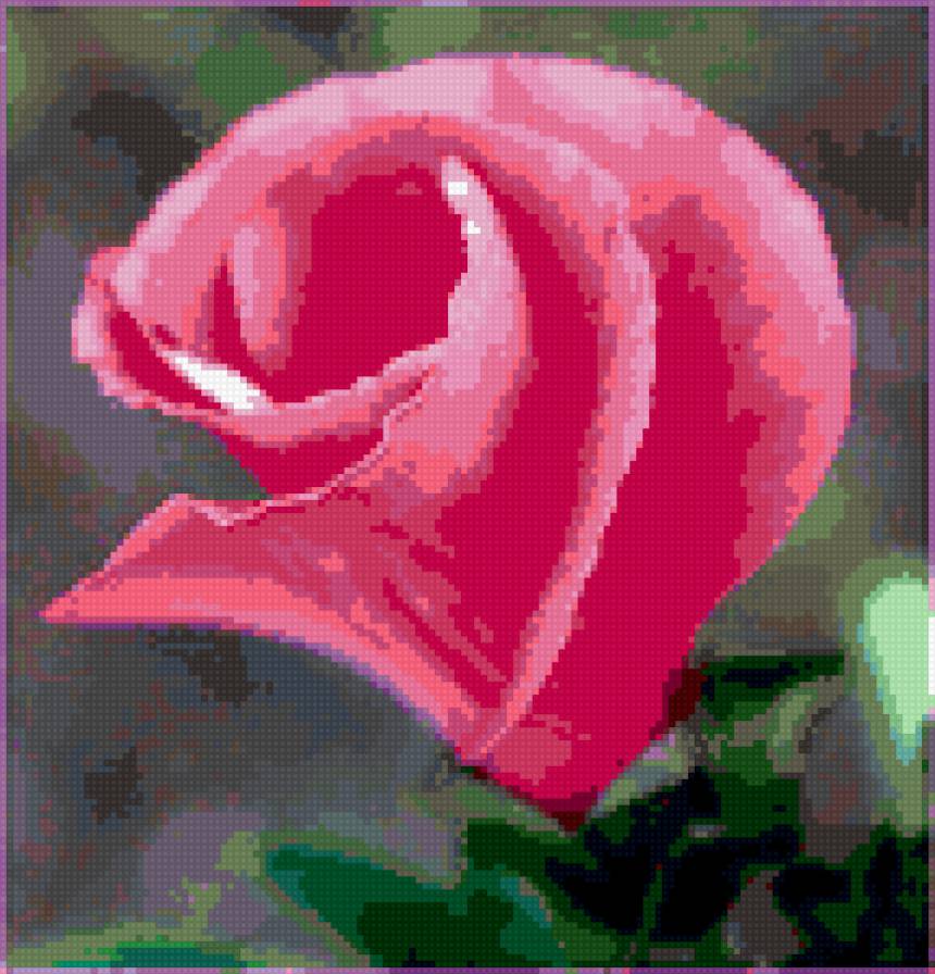 роза - цветок, цветы, розы, роза - предпросмотр