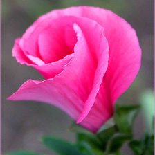 Схема вышивки «роза»