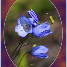 Схема вышивки «колокольчики»