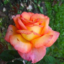 Схема вышивки «роза»