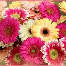 Схема вышивки «герберы»