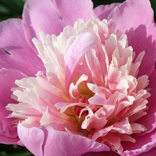 Схема вышивки «пион»