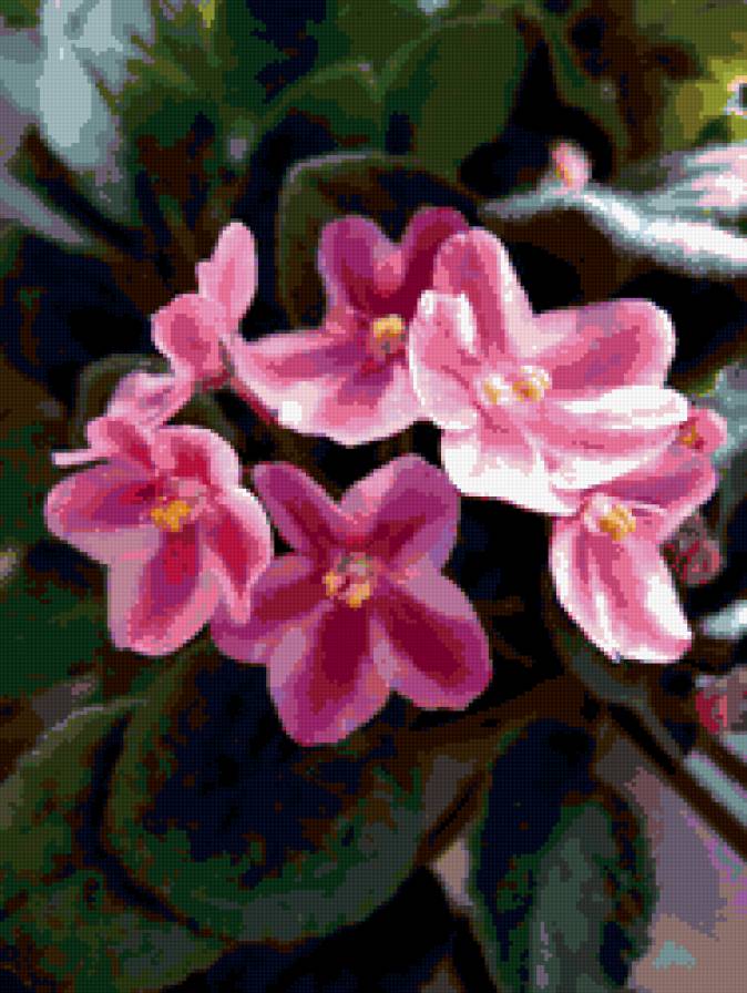 фиалки - фиалки, цветы - предпросмотр