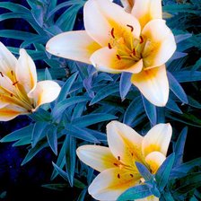 Схема вышивки «лилии»