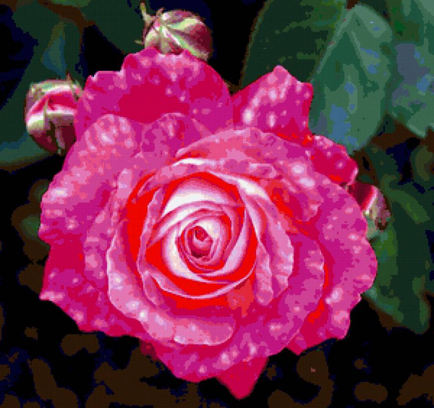 роза - цветок, розы, цветы, роза - предпросмотр