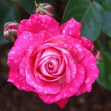 Схема вышивки «роза»