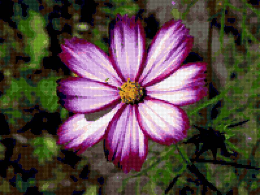 космея - цваеты, космея - предпросмотр