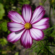 Схема вышивки «космея»