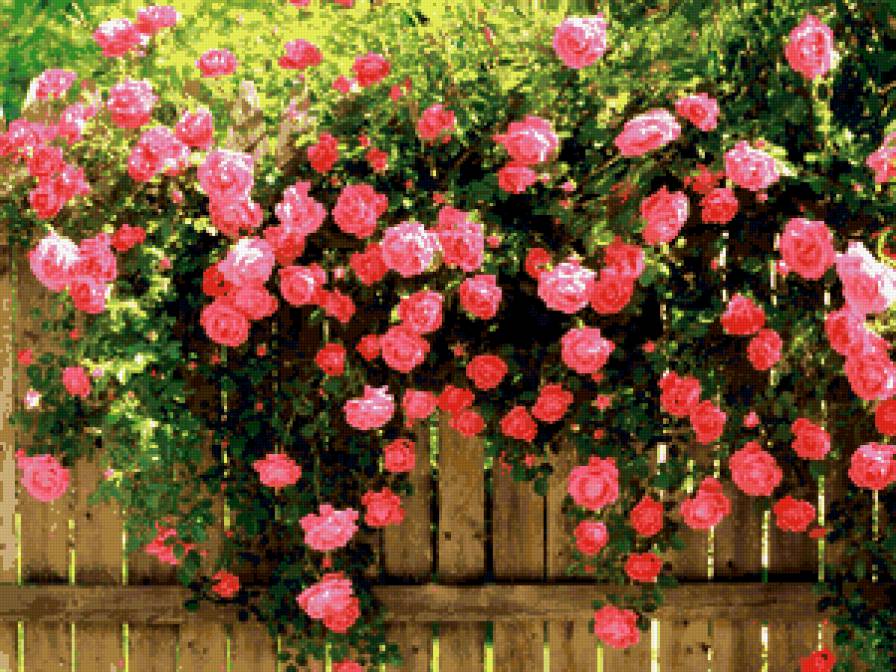 Розы - розы, сад, цветы - предпросмотр