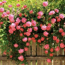 Схема вышивки «Розы»