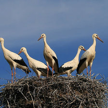 Схема вышивки «птицы»