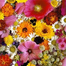 Схема вышивки «цветы»