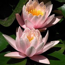 Схема вышивки «нимфеи»