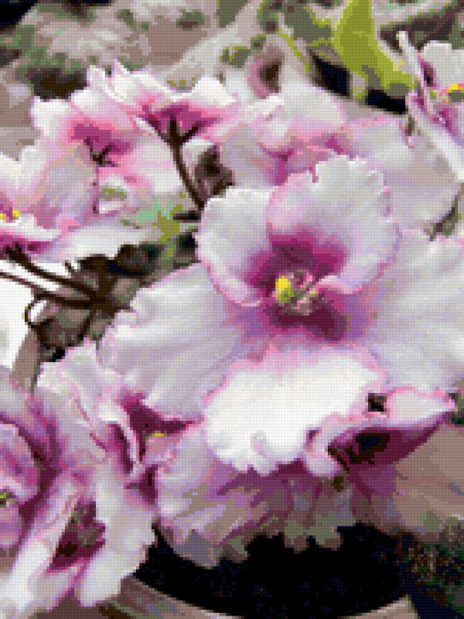 фиалки - фиалки, цветы - предпросмотр