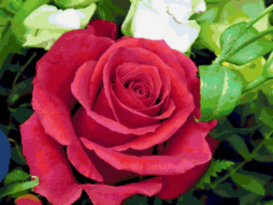 роза - цветок, розы, цветы, роза - предпросмотр