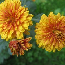 Схема вышивки «№335312»