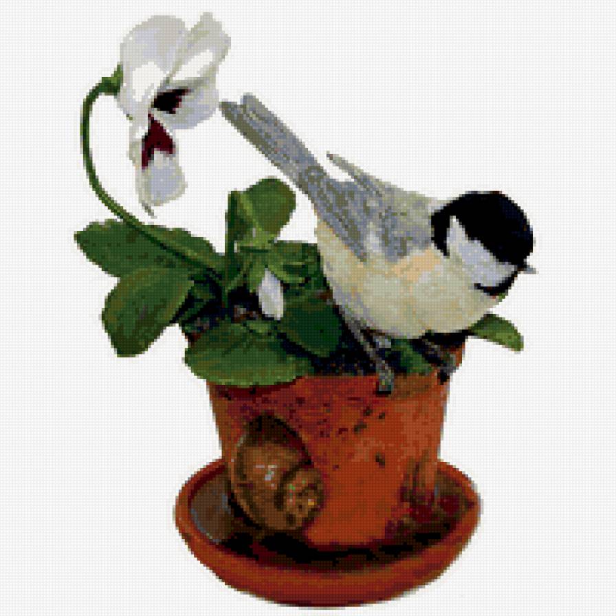 Пташки - пернатые, красота - предпросмотр