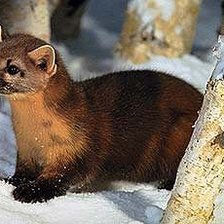 Схема вышивки «животные»