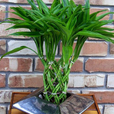 Схема вышивки «Бамбук»