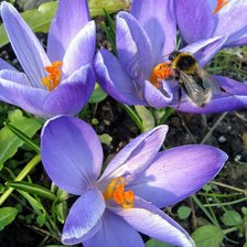 Схема вышивки «крокусы»