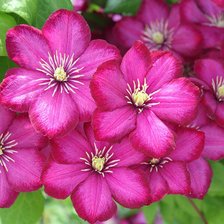 Схема вышивки «№335410»