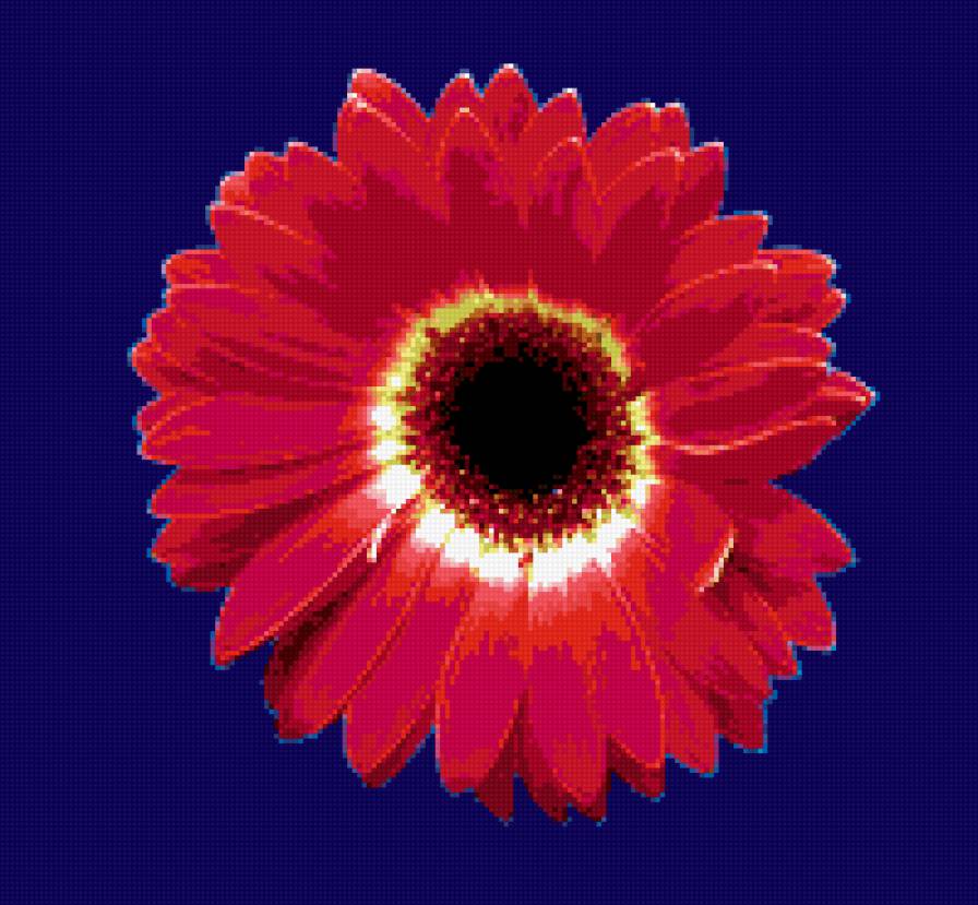 гербера - цветы, герберы, цветок - предпросмотр