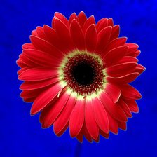 Схема вышивки «гербера»