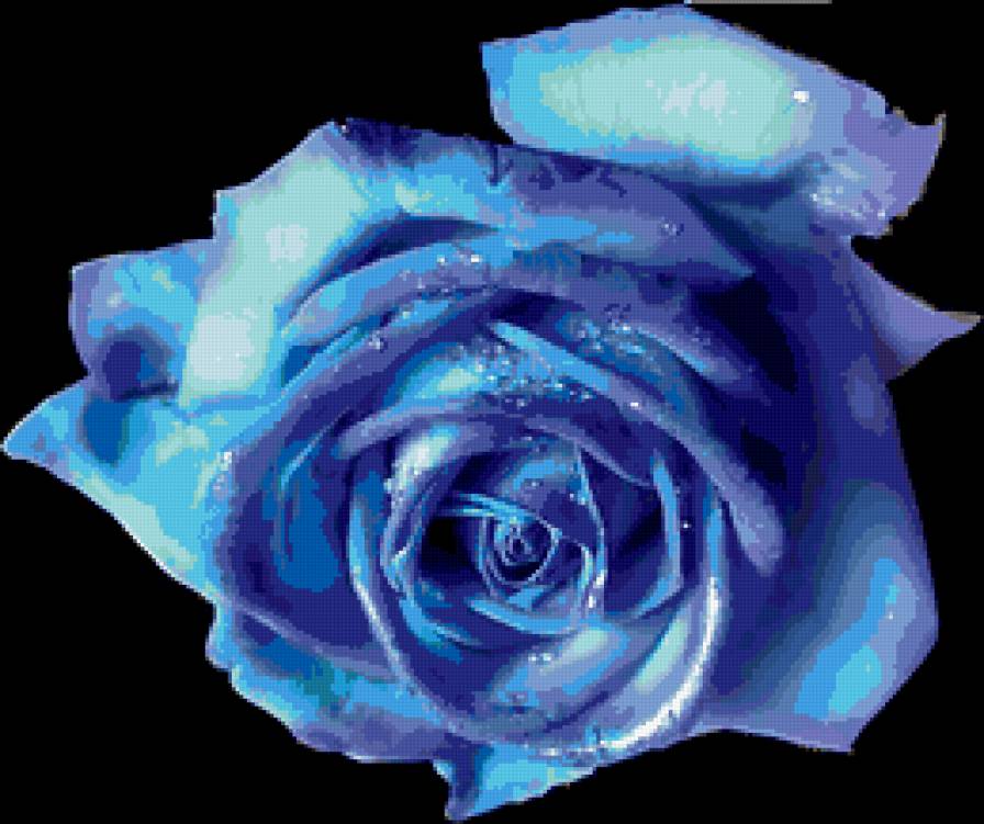 роза - розы, цветы, роза, цветок - предпросмотр