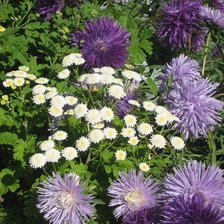 Схема вышивки «№335532»