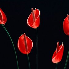 тюльпанчики