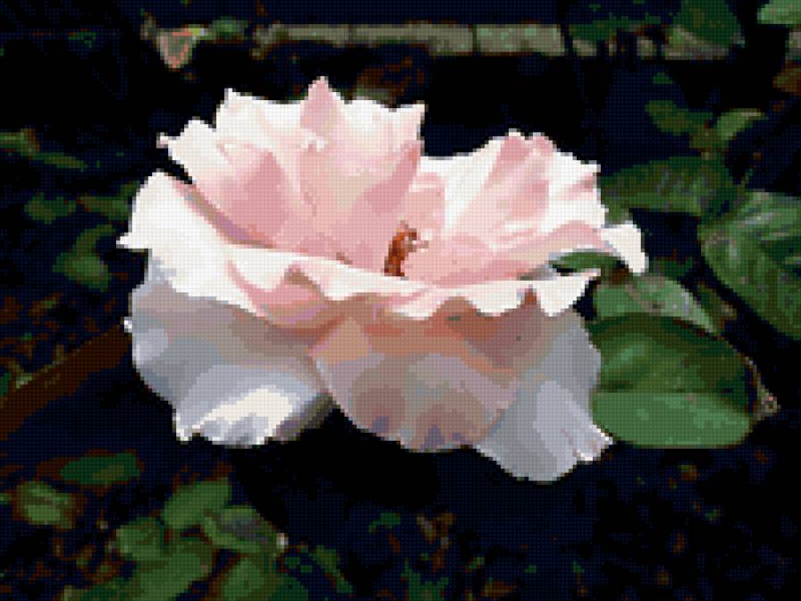 роза - цветок, цветы, розы, роза - предпросмотр