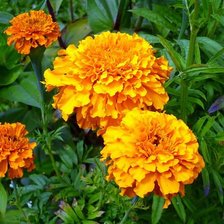 Схема вышивки «№335539»